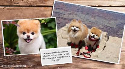 World's cutest dog' Boo died of a broken heart, his owners say