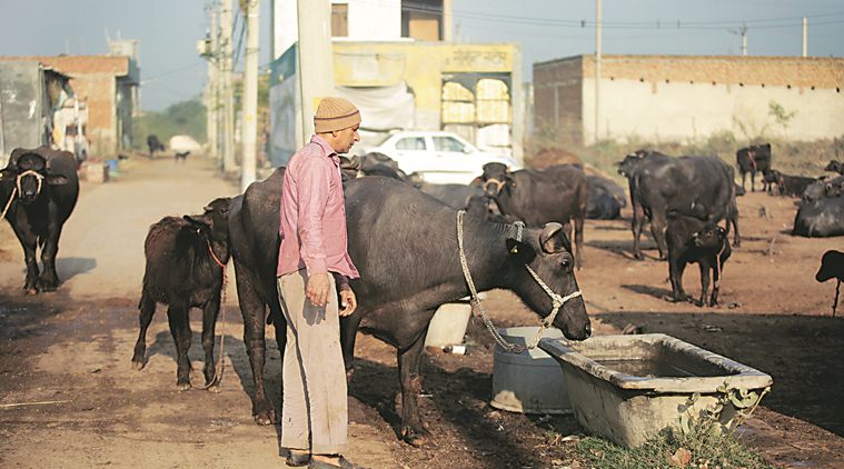 Land meant for relocation of Delhi's dairy farmers has a problem: Homes are coming up there