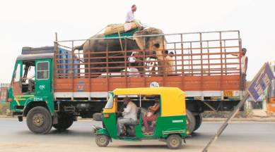kerala elephants, kerala captive elephants, captive elephant survery, first captive elephant surver, kerala captive elephants, assam elephants, MoEF elephants survery, india news, indian express, latest news