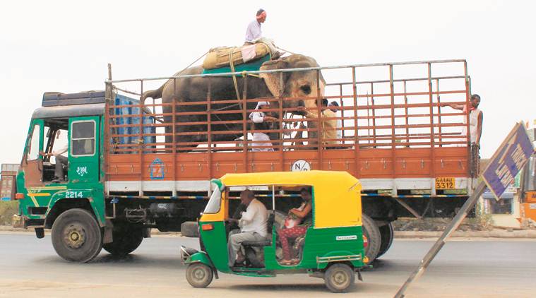 kerala elephants, kerala captive elephants, captive elephant survery, first captive elephant surver, kerala captive elephants, assam elephants, MoEF elephants survery, india news, indian express, latest news
