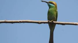 eye-759 Bee-eaters, dragonflies, termites, beetles, flies,, 27 species of bee-eaters, Africa Asia, faint xylophone, beak-eye-wing, indian express, indian express news