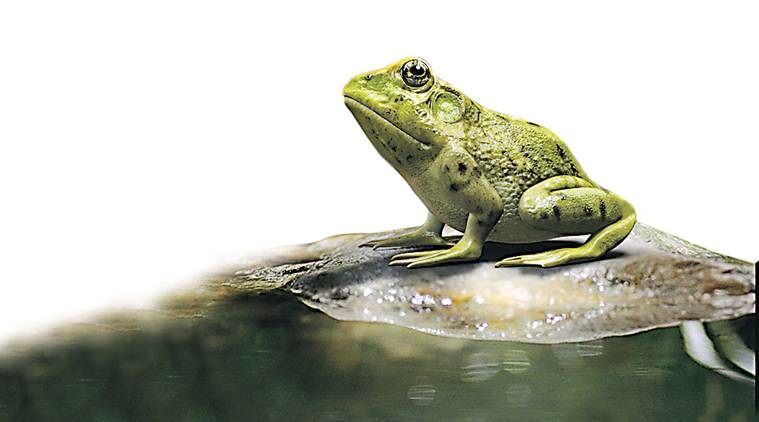 19 amphibian species critically endangered: Zoological Survey of India