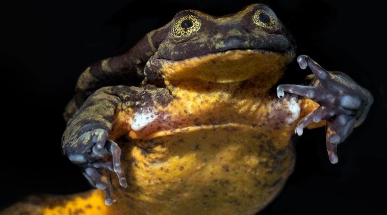 Romeo the Frog finds his Juliet. Their courtship may save a species.
