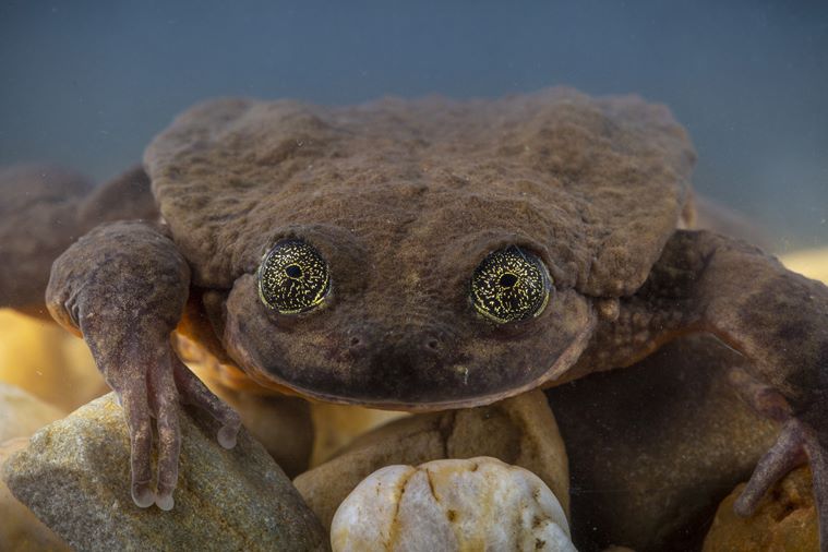 Romeo the Frog finds his Juliet. Their courtship may save a species.