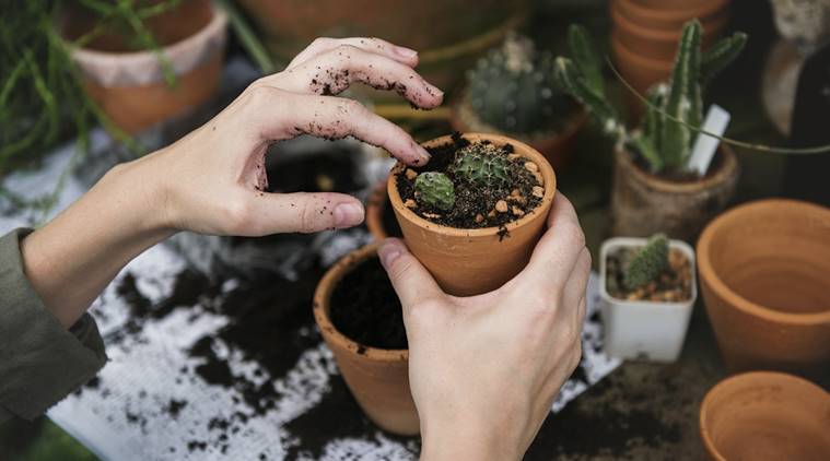 gardening tips, smart gardening, flat garden