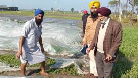 Punjab: Hailstorm damages crops on 3,150 acres in Sangrur