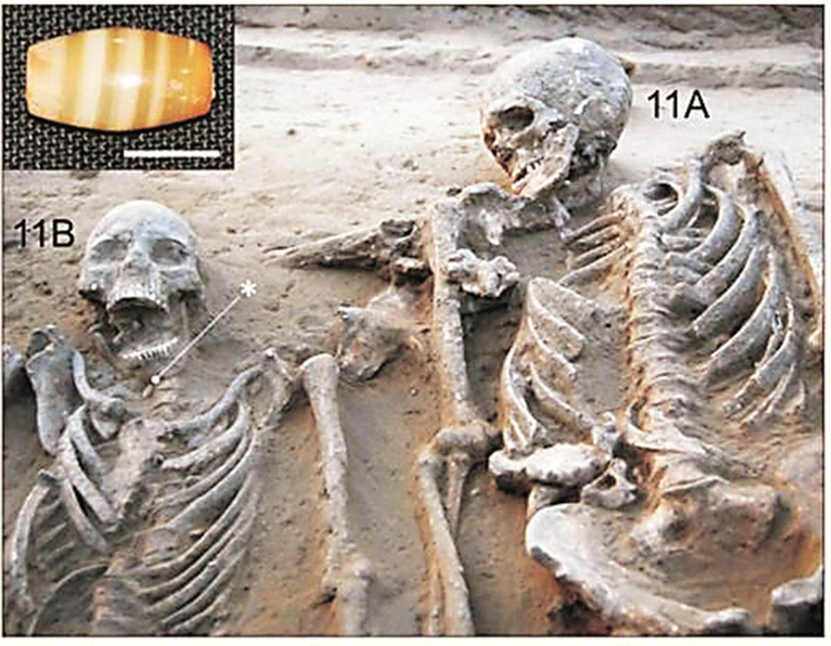 Harappan Civilisation, Harappan Period, Rakhigarhi, Harappan culture, Harappan findings, male and female Harappan skeleton, marriage in Harappan culture, Indian express
