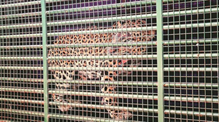 leopard attacks, leopard attacks gujarat, man animal conflict, forest officials, leopard cages, vadodara, forest department, indian express news