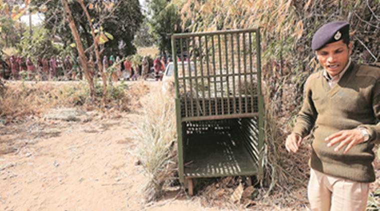 leopard attacks, leopard attacks gujarat, man animal conflict, forest officials, leopard cages, vadodara, forest department, indian express news