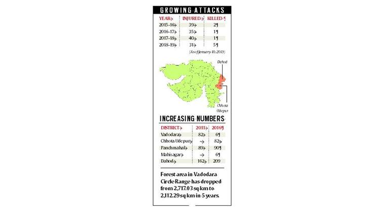 leopard attacks, leopard attacks gujarat, man animal conflict, forest officials, leopard cages, vadodara, forest department, indian express news