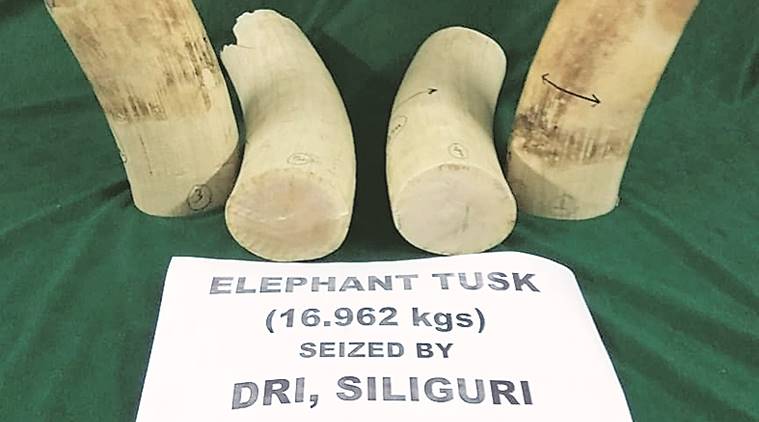 elephant tusk recovered, ivory tusk, siliguri, dri, department of revenue intelligence, elephant poaching, tea consignment, west bengal news, indian express news
