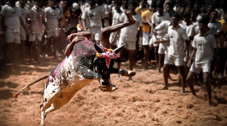 Two killed, 30 injured during bull-taming festival Jallikattu in Tamil Nadu