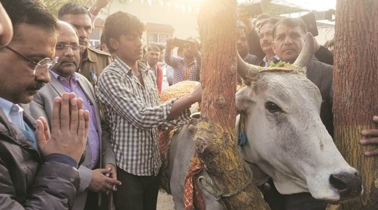 At Lok Sabha campaign in Haryana, Kejriwal pledges month’s salary to cow shelter