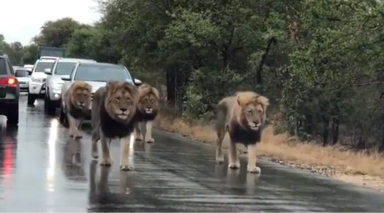 lions, pride of lions sightings, lion sighting kruger park, lions stop traffic, viral videos, lion videos, indian express