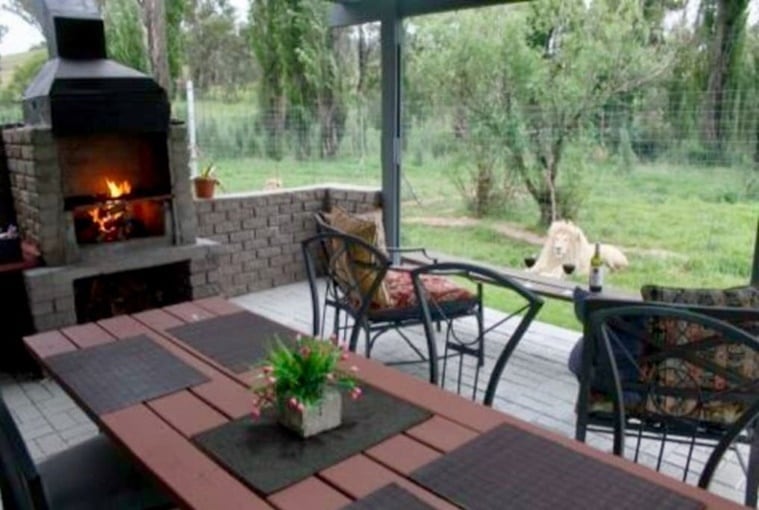 Lion House, Lion House GG Conservation, GG Conservation Wildlife reserve and Lion Sanctuary, GG Lions NPC, Airbnb, Lion House Airbnb, indian express, indian express news