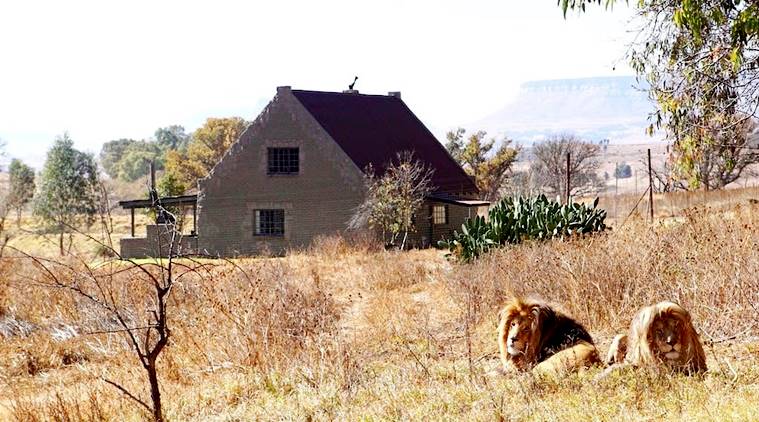 Lion House, Lion House GG Conservation, GG Conservation Wildlife reserve and Lion Sanctuary, GG Lions NPC, Airbnb, Lion House Airbnb, indian express, indian express news