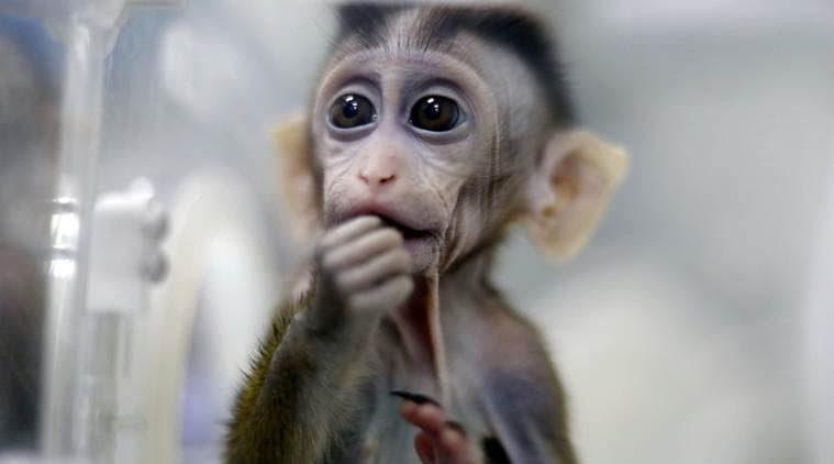 Chinese scientists successfully clone five gene-edited monkeys