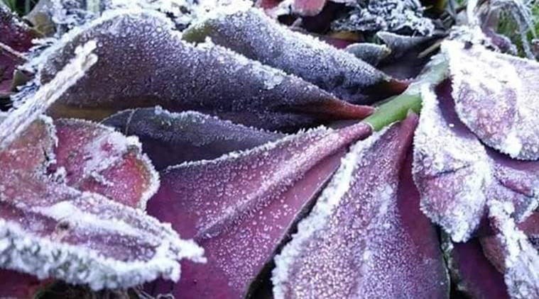 kerala, snow in kerala, munnar, snow in munnar, munnar hill station, low temperatures munnar, indian express news