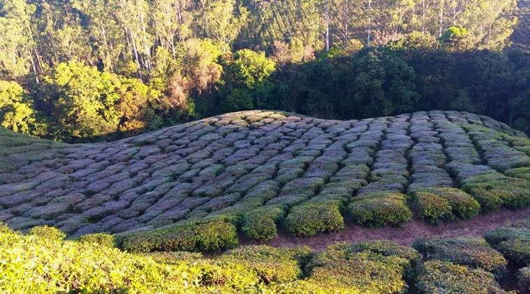 Munnar shivers at -4 degree celsius, frost hits tea plantations
