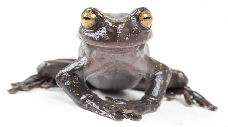 Animal anatomy, Claw, Andes, Tabletop, CLAW hypothesis, Physical geography, Geography, Meteorology, David Hillis, Catholic University of Ecuador, Alex Achig, Condor, National Academy of Sciences of the United States of America, southern Ecuador, eastern