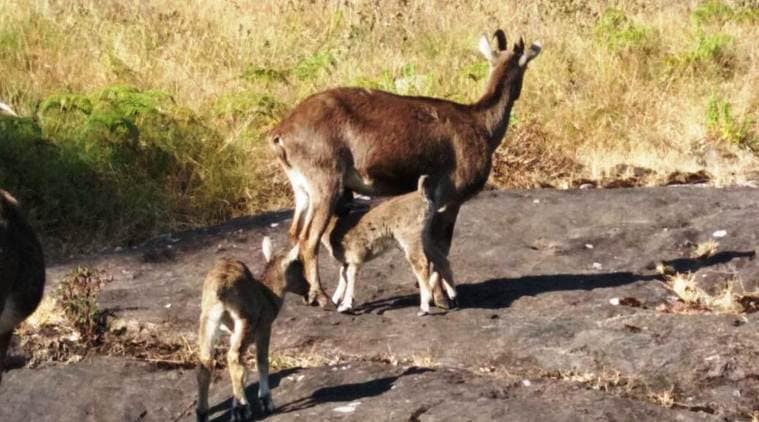 Early onset of Nilgiri tahr breeding season forces closure of Eravikulam National Park