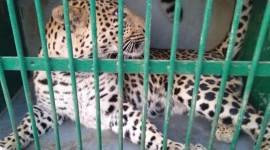 leaopard, leaopard in noida, leapard rescued, leopard in noida village, greater noida, noida, noida news, indian express