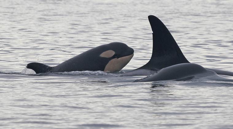 Orca calf offers hope for a fading group in the Pacific Northwest
