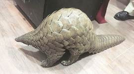 pune city news, Pangolin, Pangolin smuggling, Pangolin scales, Belgaum, pangolin smuggling in pune