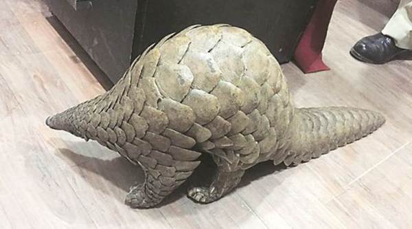 Brought for sale to Pune, pangolin seized, cops probe ‘racket’ to