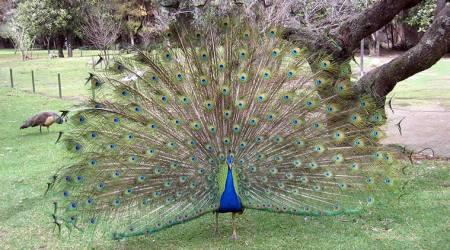 peacock