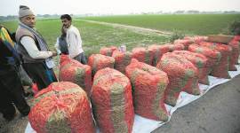 farmers crisis, minimum support price, agriculture crisis, Narendra Modi government, procurement of pulses, MSP, Indian express