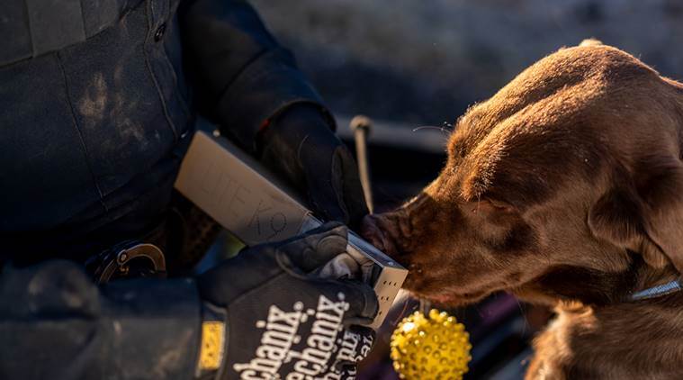 Do Floppy-Eared Dogs Look Friendlier? Science says maybe