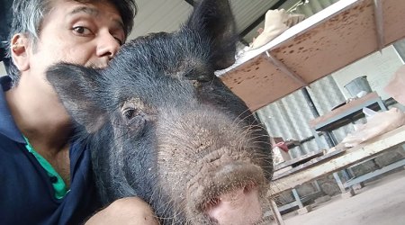 pet pig, children books