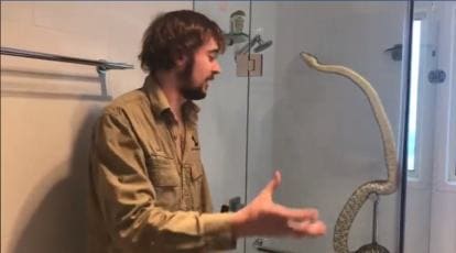 Watch: Australian man sitting on toilet spots big snake atop his shower 