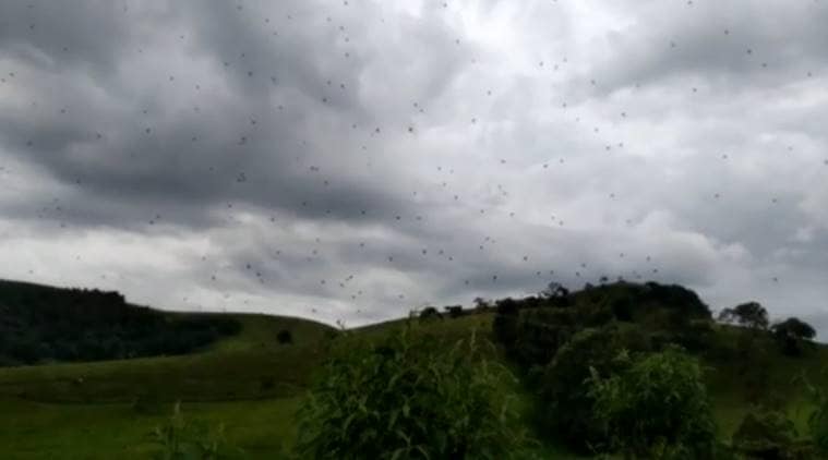 spiders, raining spiders, spiders in the air, Brazil, spider rain in Brazil, Brazil news, bizarre news, indian express, indian express news