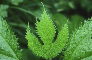 Ranjit Lal, environmentalist, bird watcher