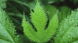 ranjit 5 deadly and beautiful leaf of bichchu booti-759 Ranjit Lal, environmentalist, bird watcher