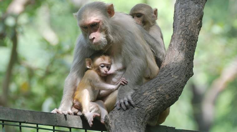 The Plague Dogs, chimpanzee, rat,
