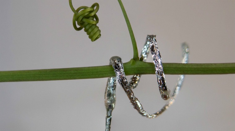 plant, robot, robot tendrill, robot climbs like plant tendrill, soft robot, soft robot climbs like plant, novel plant like robot, plant like robot, tendrill like robot, robot tendrill
