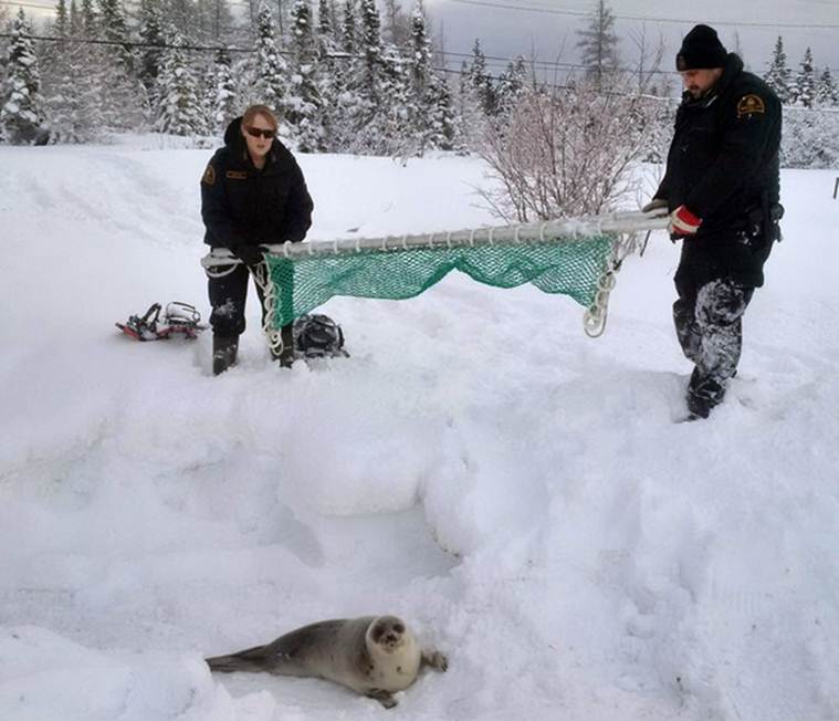 Canada seals, Canada town seals, Roddickton Canada, Roddickton Canada seals, Newfoundland Island Canada, Newfoundland seals, Sheila Fitzgerald, Canada fisheries department, Indian express, world news, latest news