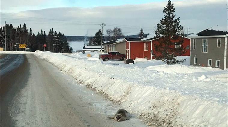 Seals are stranded in a Canadian town, and people wonder what to do