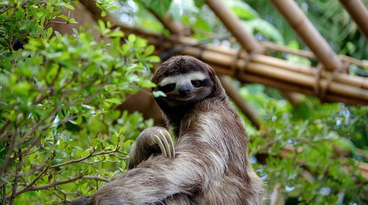 Where sloths find these branches, their family trees expand