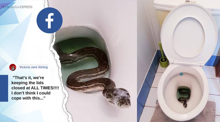 Australian Man Sitting On Toilet Spots Enormous Python Lounging Atop Shower