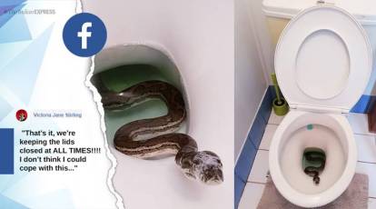 Family finds python inside home toilet; worst nightmare comes true, say  netizens
