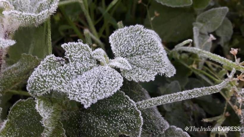 Mercury dips in Kerala; Munnar covered with frost