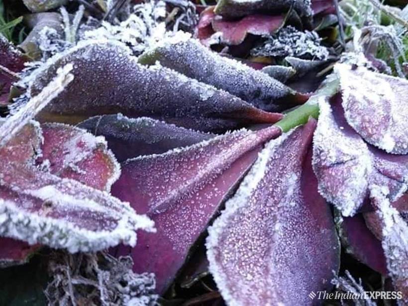 kerala, snow in kerala, munnar, snow in munnar, munnar hill station, low temperatures munnar, indian express news