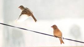 sparrows research centres, Haryana sparrows research, Sparrows centres Haryana, Aravali hills, Shivalik hills, Indian express, latest news, chandigarh, latest news