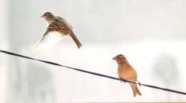 sparrows 759 sparrows research centres, Haryana sparrows research, Sparrows centres Haryana, Aravali hills, Shivalik hills, Indian express, latest news, chandigarh, latest news