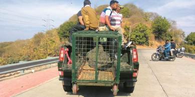 Relocation of crocodiles: Green outfit sends legal notice to CM, Centre