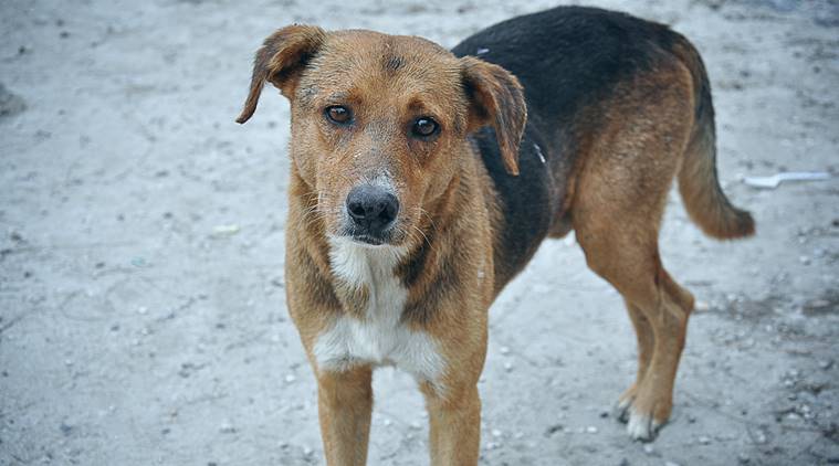 Stray Stories The Many Lives Of Canines On Mumbai Streets Eye News 